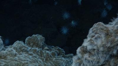 Bacterial mats at Von Damm vent site